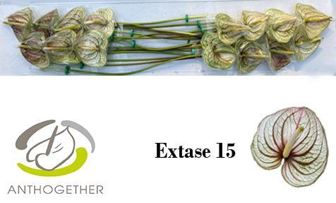 Anthurium (Andreanum Grp) Extase (classic)