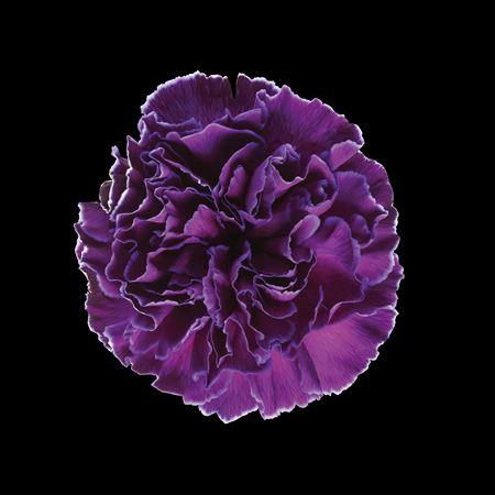Dianthus standaard kleurbehandeld H%