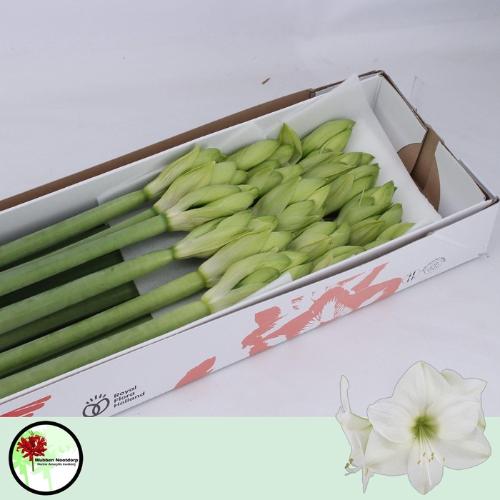 Hippeastrum Galaxy Grp 'Casablanca'