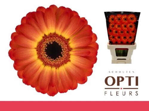 Gerbera mini Flamazing