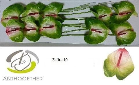 Anthurium Andreanum Grp Zafira