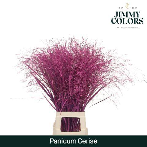 Siergras kleurbehandeld H%