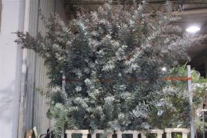 Acacia baileyana bloeiend per bos 'Purpurea'Dealbata Grp