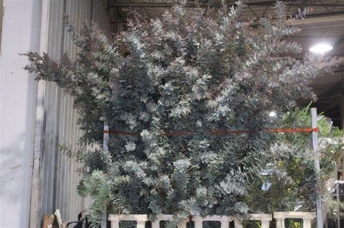 Acacia baileyana bloeiend per bos 'Purpurea'Dealbata Grp