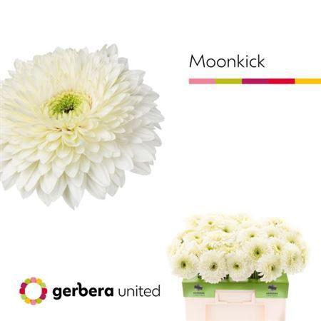 Gerbera Gerrondo Terra Moon Kick