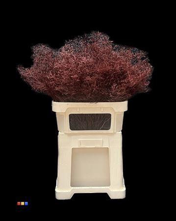 Limonium overig kleurbehandeld H%