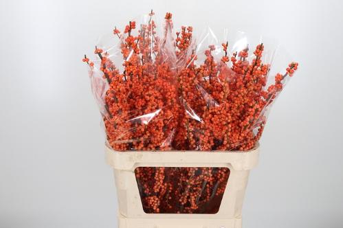 Ilex verticillata 'Winter Gold'