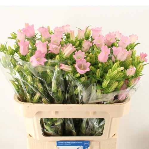 Campanula medium 'Campana Pearl Pink'