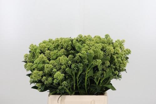 Skimmia japonica 'Frank White' per bos