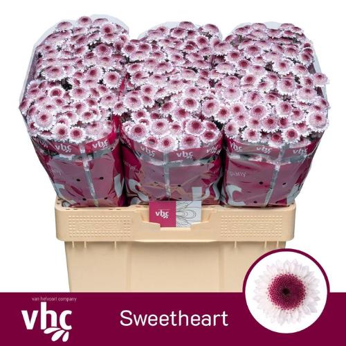 Chrysanthemum Indicum Grp tros santini Sweetheart