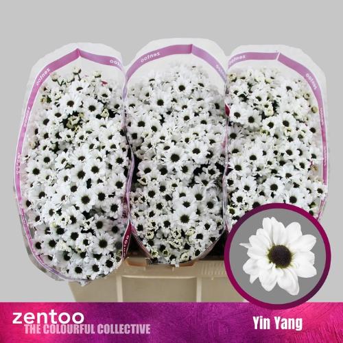 Chrysanthemum Indicum Grp tros santini Yin Yang