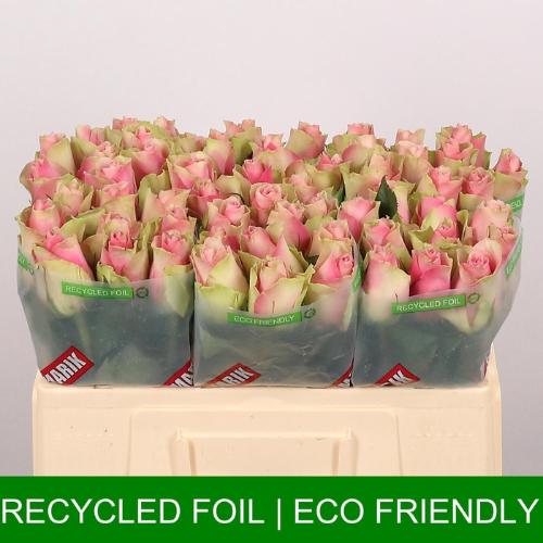 Rosa grootbloemig Belle Rose