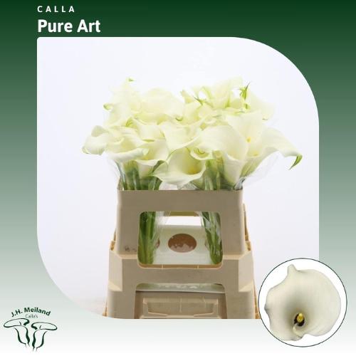 Zantedeschia Pure Art