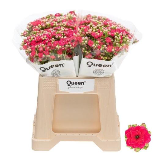 Kalanchoe 'Sensual Pink Meadow'