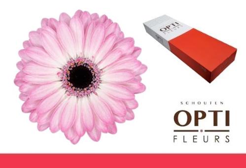 Gerbera mini 'Lollipop'