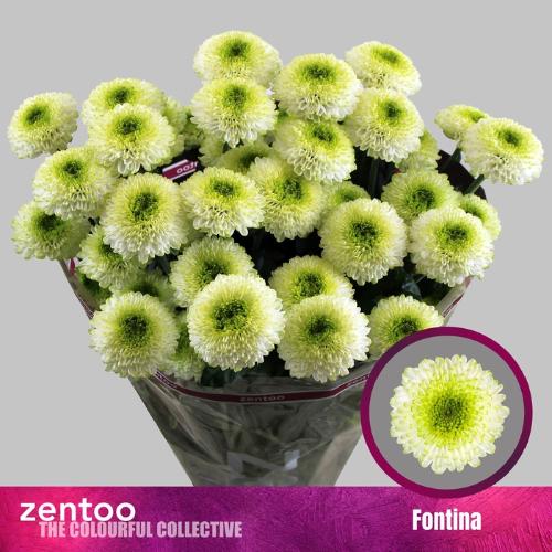 Chrysanthemum (Indicum Grp) tros Fontina