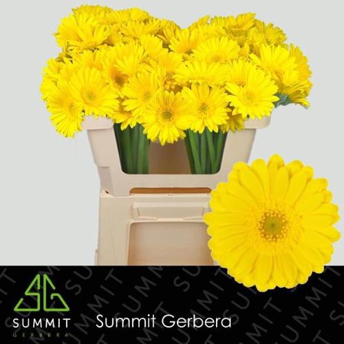 Gerbera mini Moreno