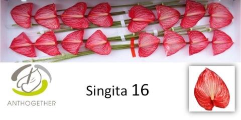 Anthurium Andreanum Grp Singita