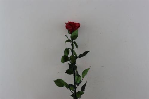 Rosa grootbloemig kleurbehandeld H%