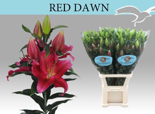 Lilium (Oriental Grp) 'Red Dawn'