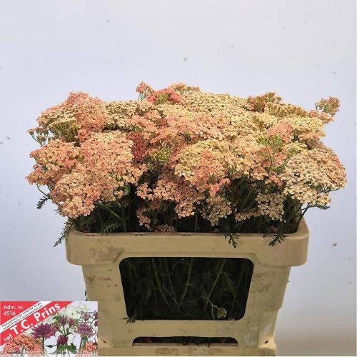 Achillea millefolium 'Lachssch
