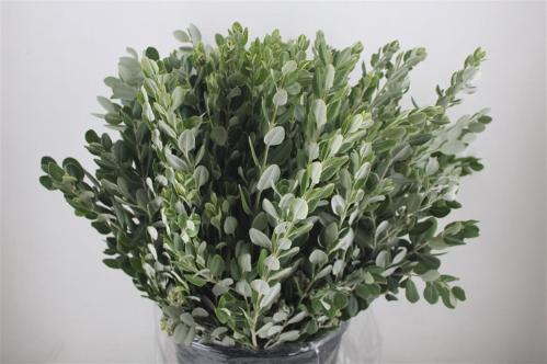 Pittosporum per bos