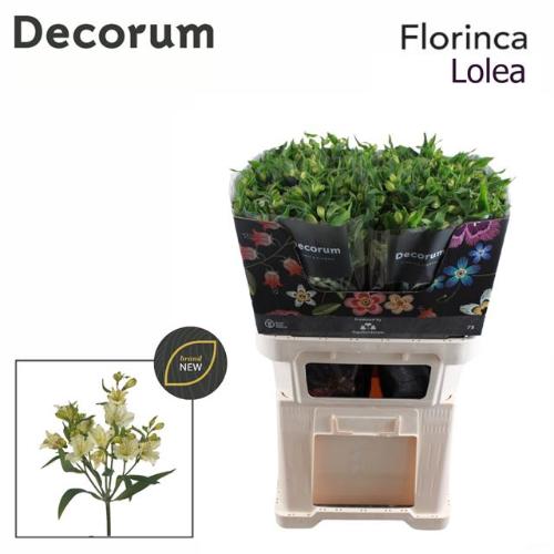 Alstroemeria florinca Lolea