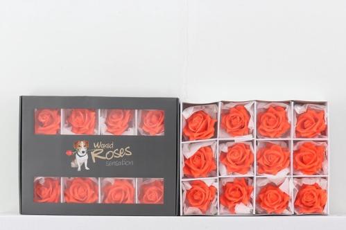 Rosa grootbloemig kleurbehandeld H%