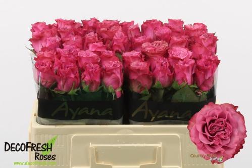 Rosa grootbloemig Country Spirit Blues