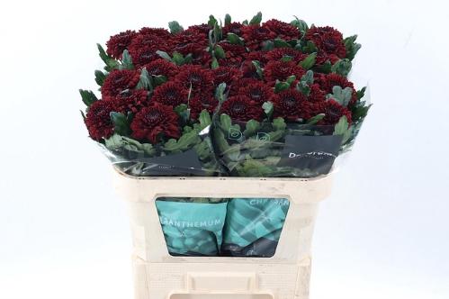 Chrysanthemum (Indicum Grp) Pip Red