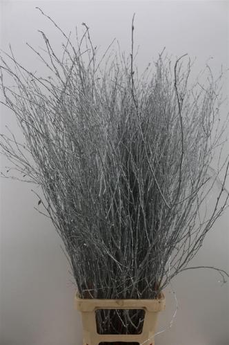 Betula kleurbehandeld H%