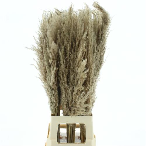Cortaderia overig