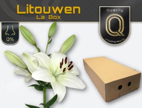 Lilium Longiflorum x Aziatische Grp 'Litouwen'