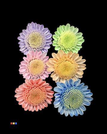 Chrysanthemum Indicum Grp tros kas kleurbehandeld H%