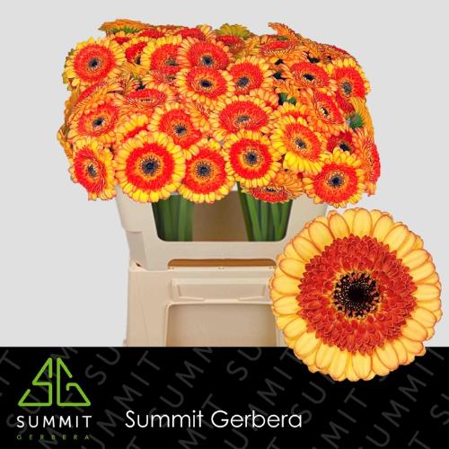 Gerbera mini Decora
