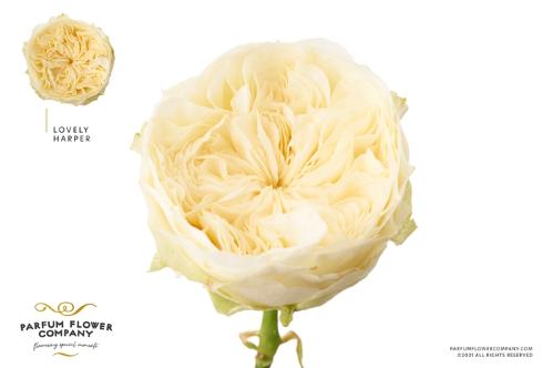 Rosa grootbloemig Lovely Harper!