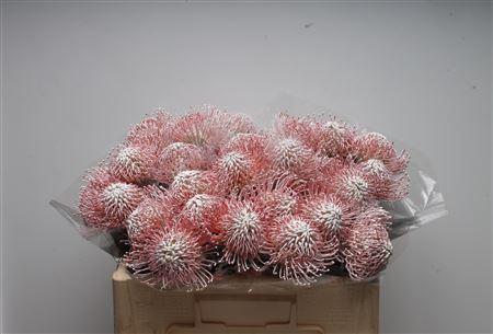 Leucospermum 'Naomi' kleurbehandeld H%
