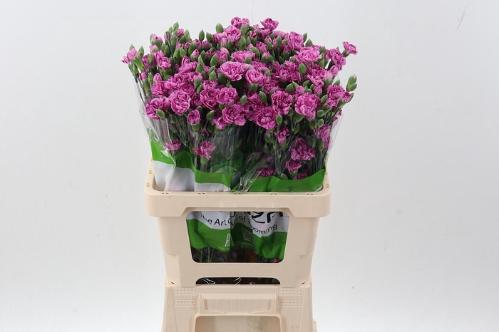 Dianthus tros overig