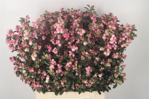 Symphoricarpos (Pink Berry Grp) Magical Pink Falls