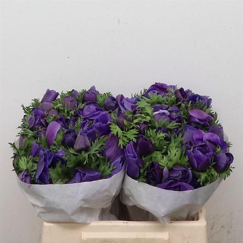 Anemone coronaria 'Mistral Plus Dark Blue'