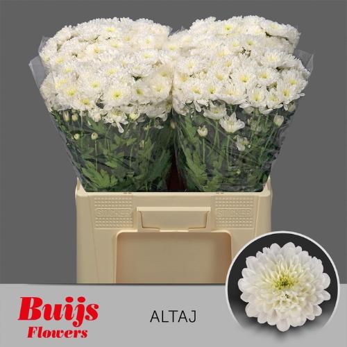 Chrysanthemum( Indicum Grp) tros Altaj