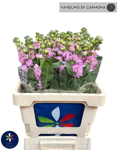 Matthiola incana 'Iron Pink'