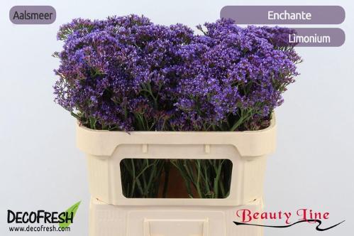 Limonium perezii Enchante