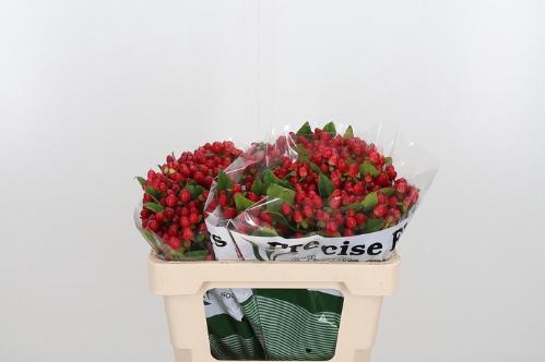 Hypericum inodorum Magical Triumph