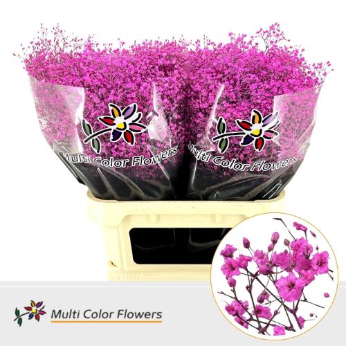 Gypsophila overig kleurbehandeld H%