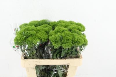 Dianthus barbatus Kiwi Mellow