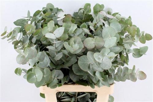 Eucalyptus per bos cinerea