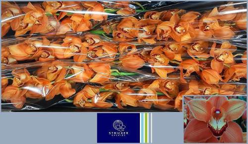 Cymbidium grootbloemig 'Mighty Brown  Arancia'