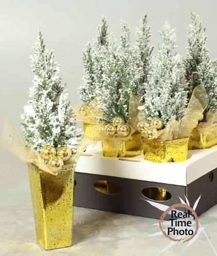 Chamaecyparis lawsoniana 'Ellwoodii'