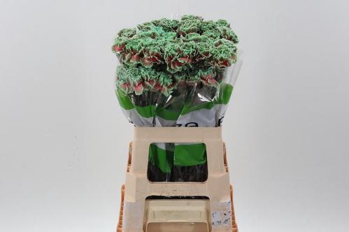 Dianthus standaard kleurbehandeld H%